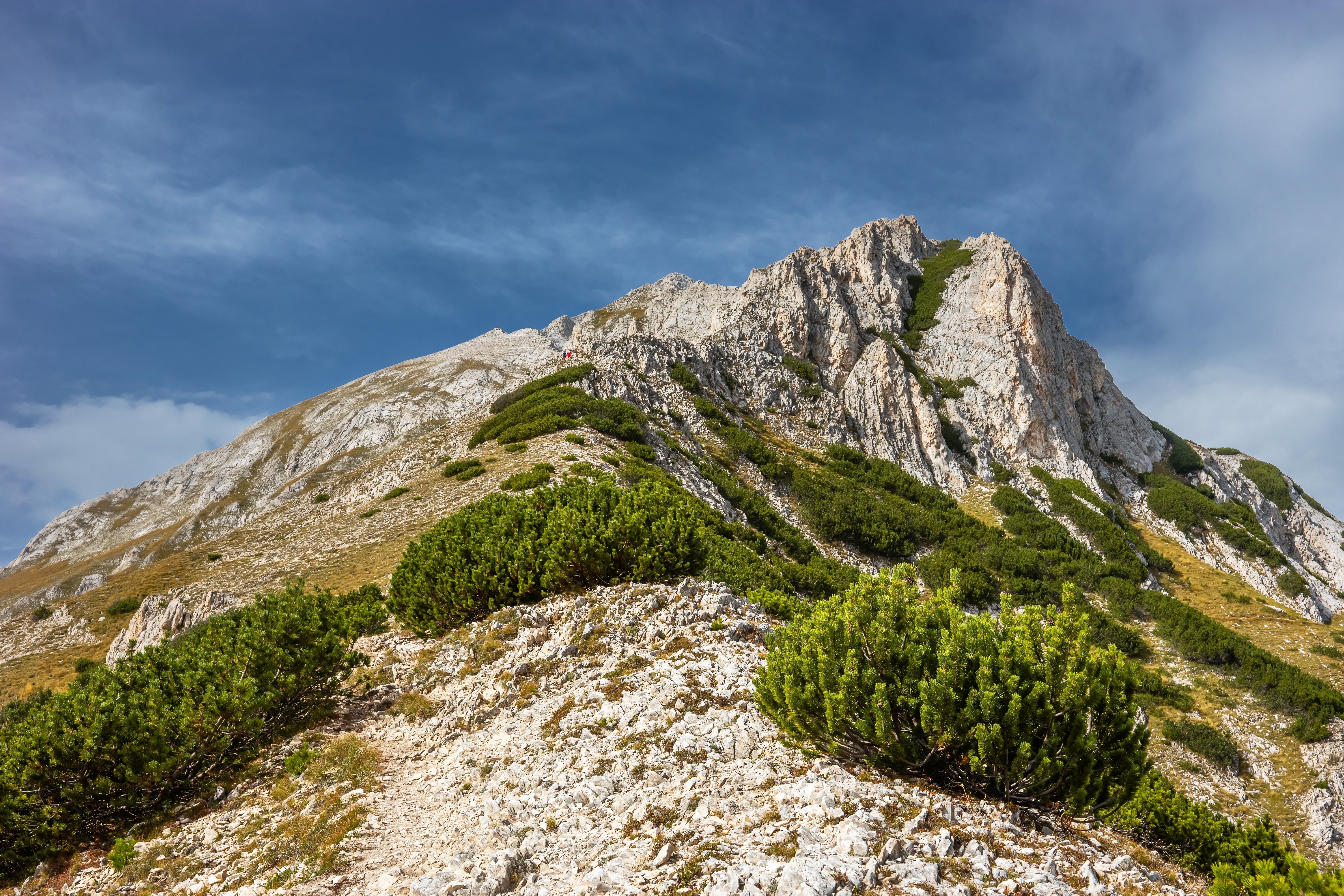 Erscheinung der Berg-Kiefer