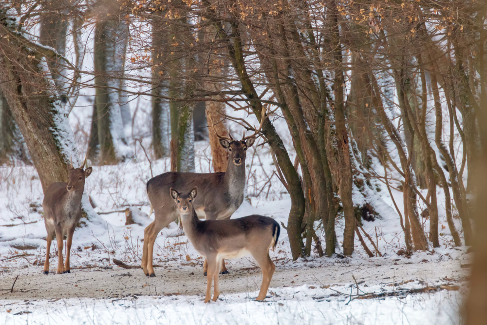 Damwild Winterkleid