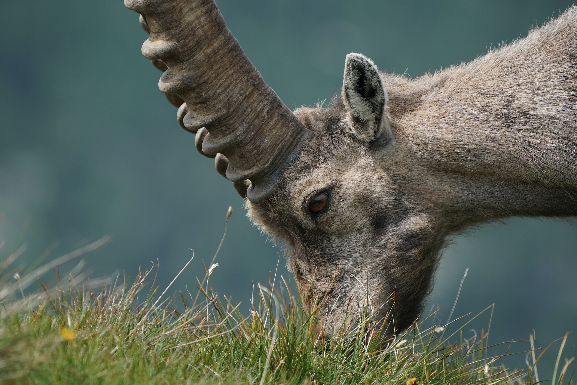 Steinbock als Raufutteräser