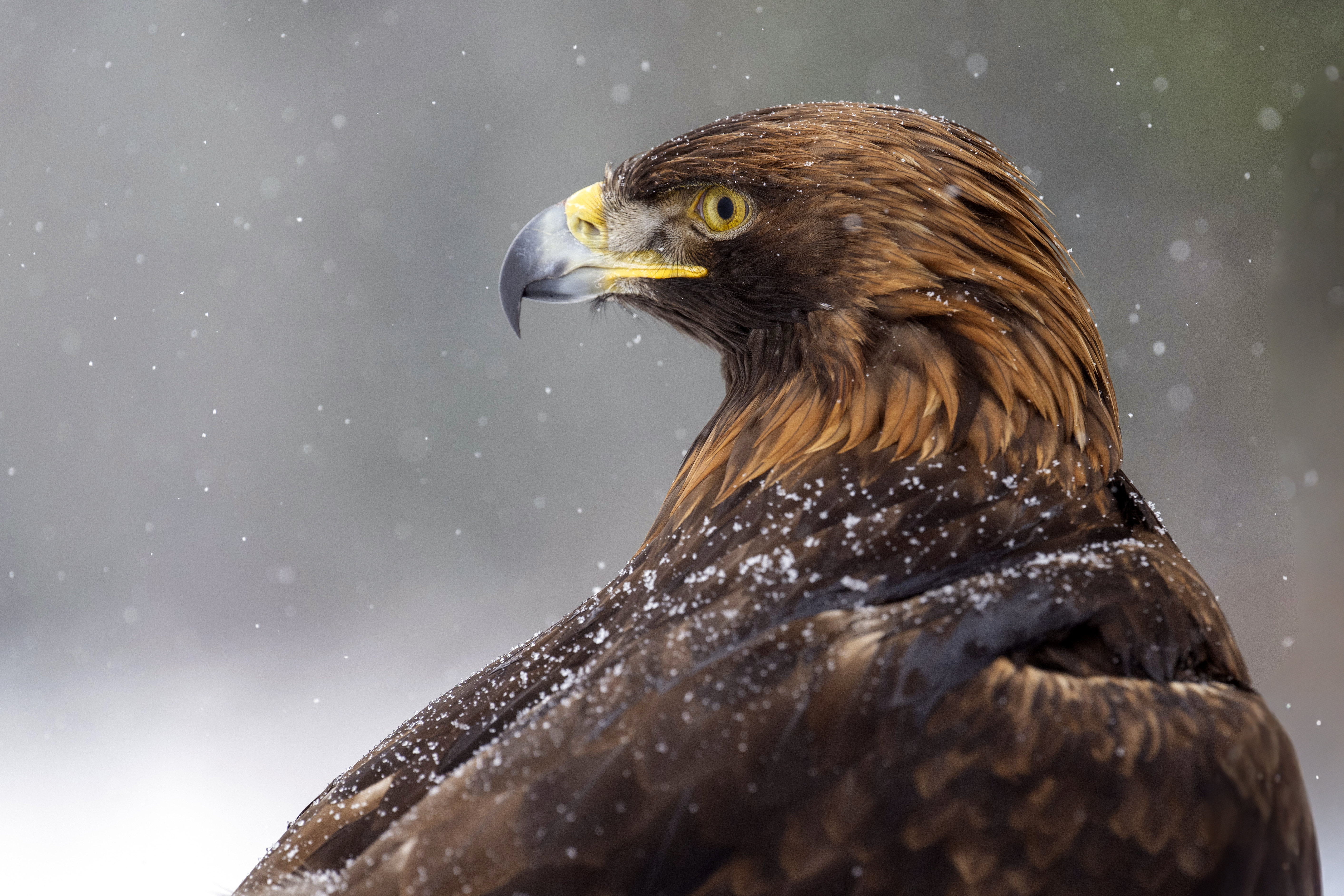 Steinadler im Winter