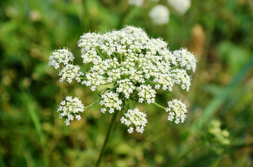 Blüte der wilden Möhre