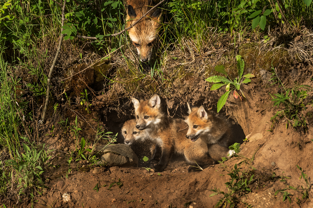 Rotfuchs Bau Welpen