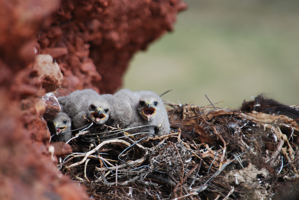 Mäusebussard Nest