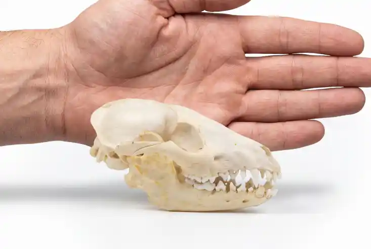Marderhundschädel