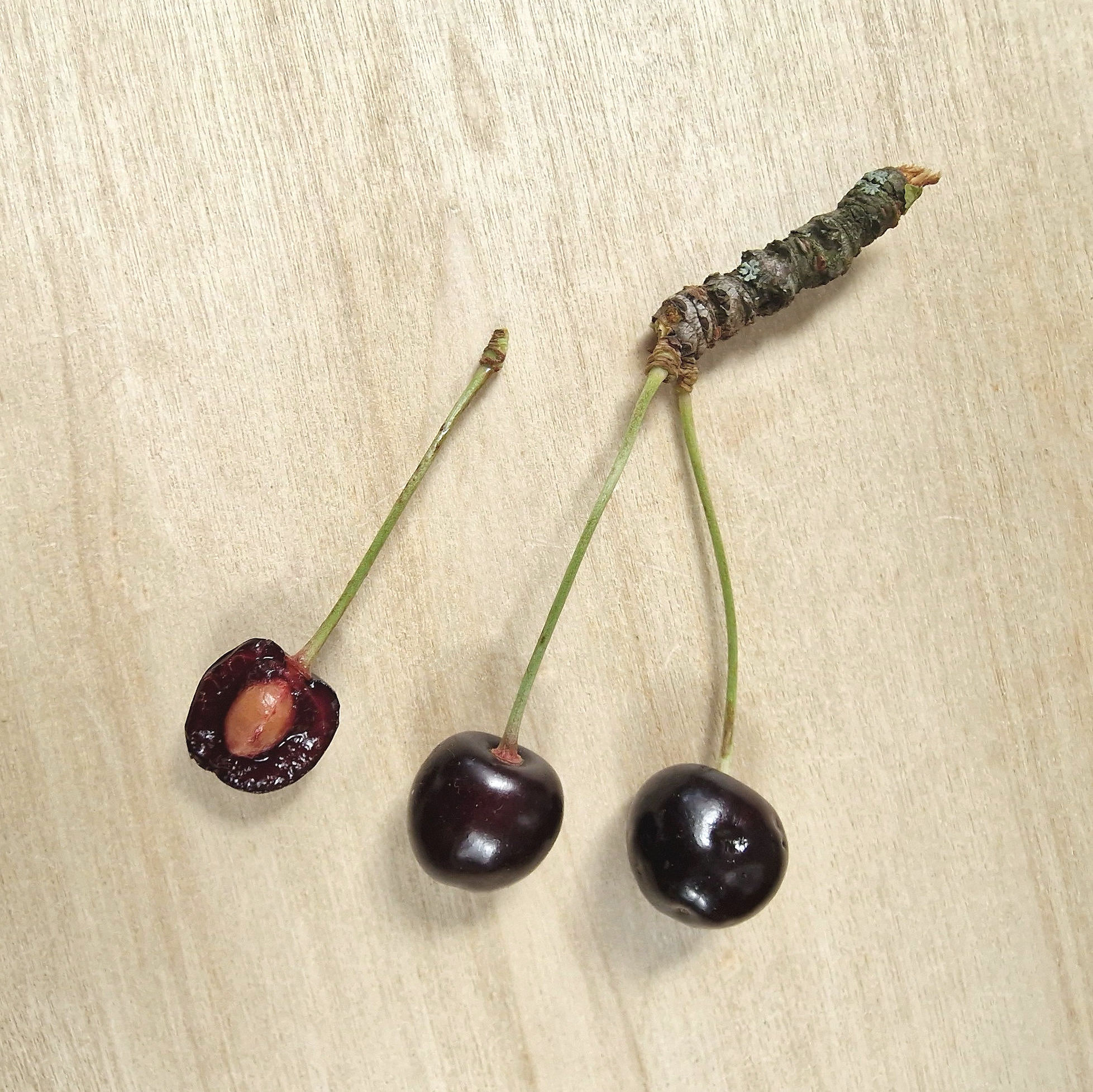 Kirsche-Vogel-Wild Samen 20250626_161243a