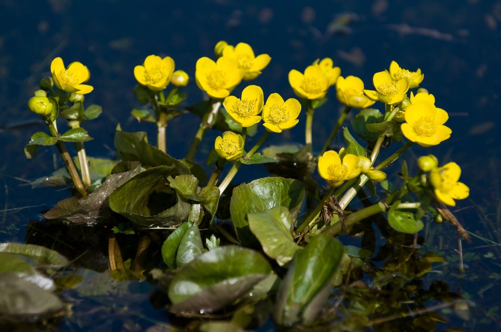 Sumpfdotterblume