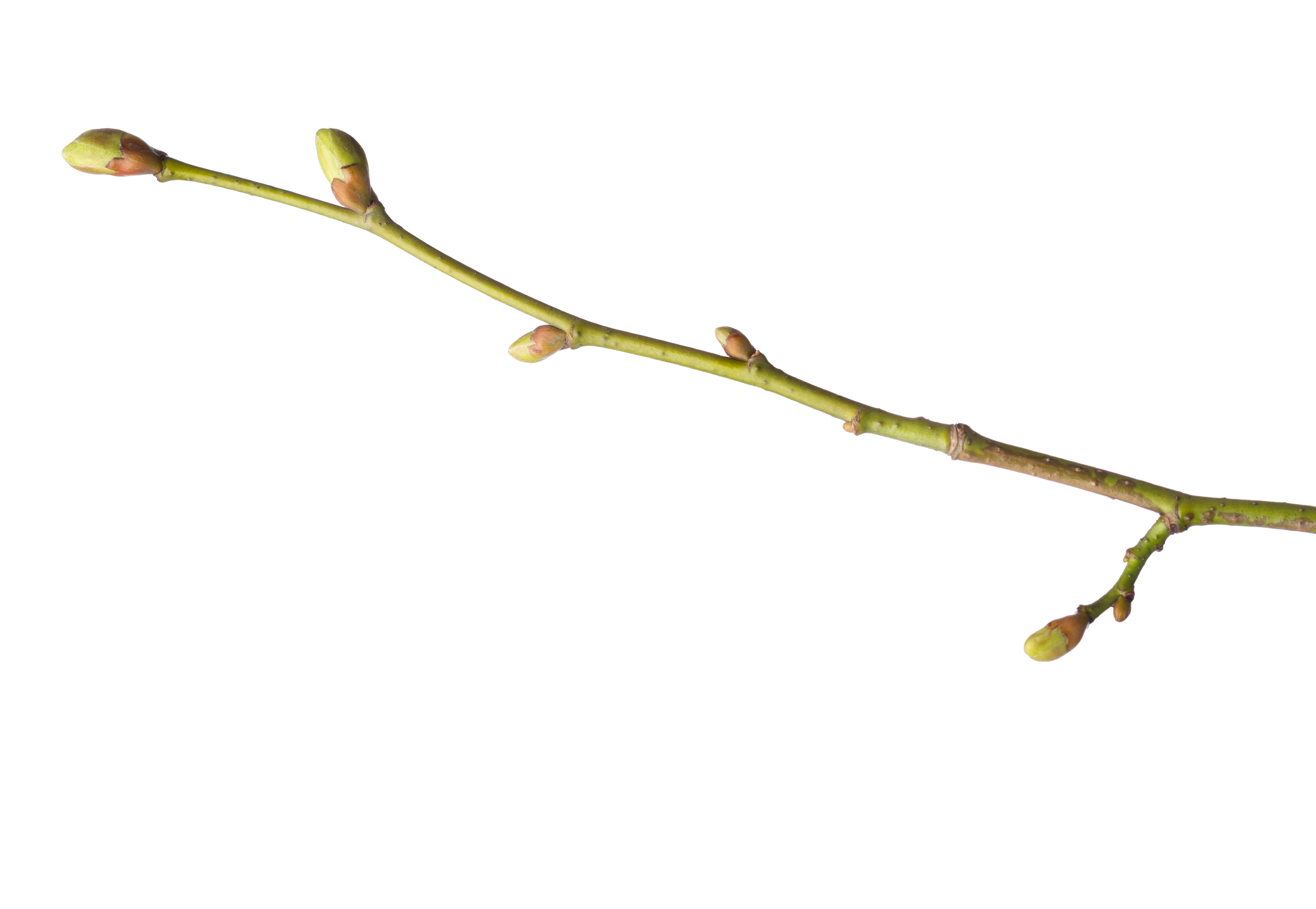 Lindenast mit kleinen ovalen Knospen auf wechselnder Astseite