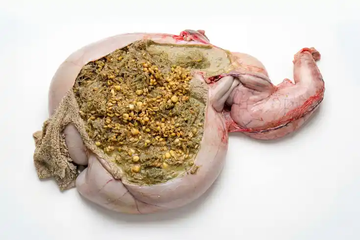 Fortgeschrittene Pansenazidose mit Schleimhautablösung (Reh)