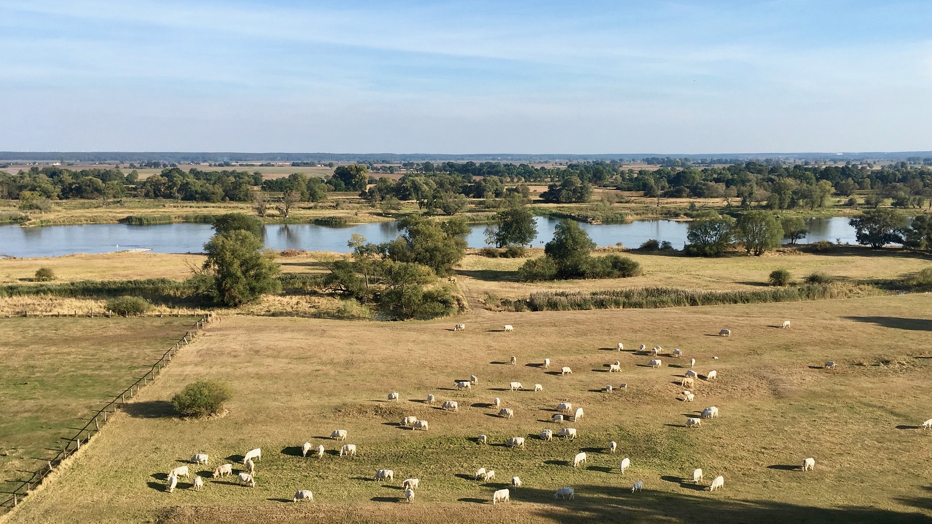 Flussaue an der Oder