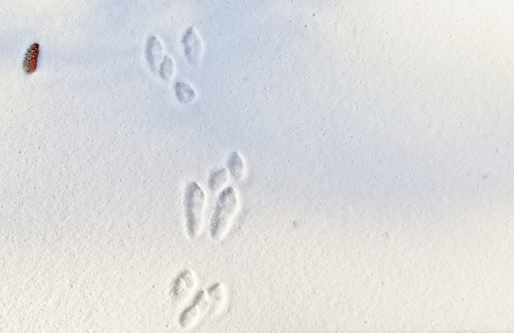 Hase Spur Hinterläufe