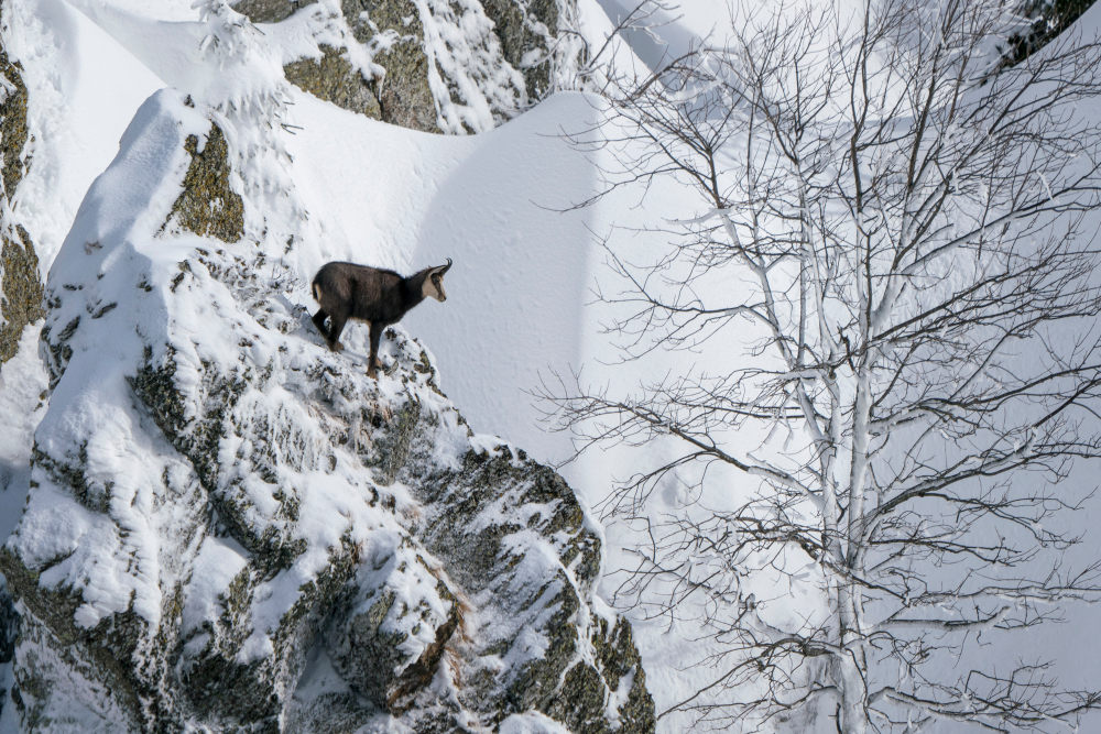 Alpiner Lebensraum des Gamswildes