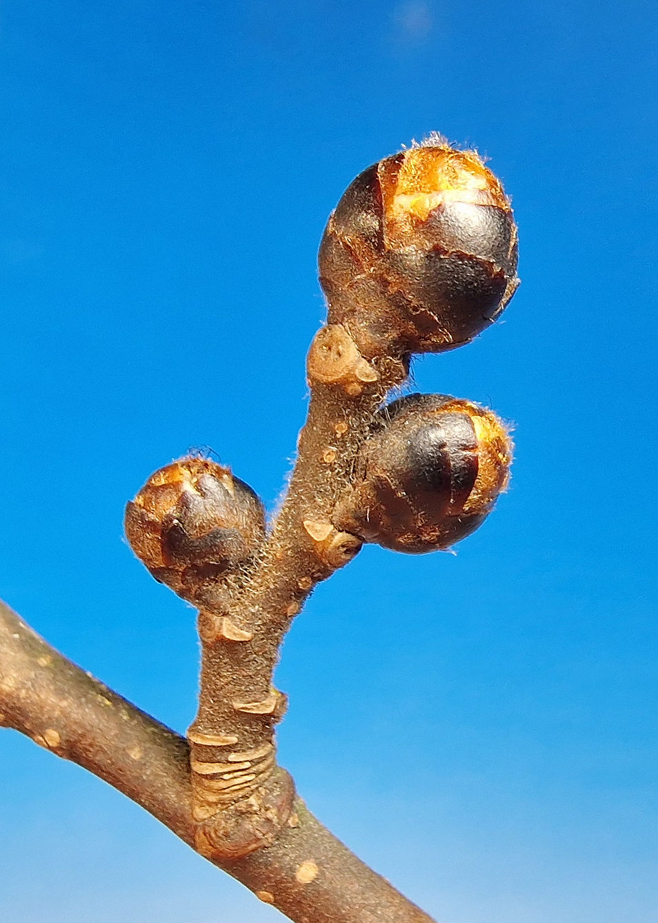 Ulme-Berg Knospe 20240208_225532