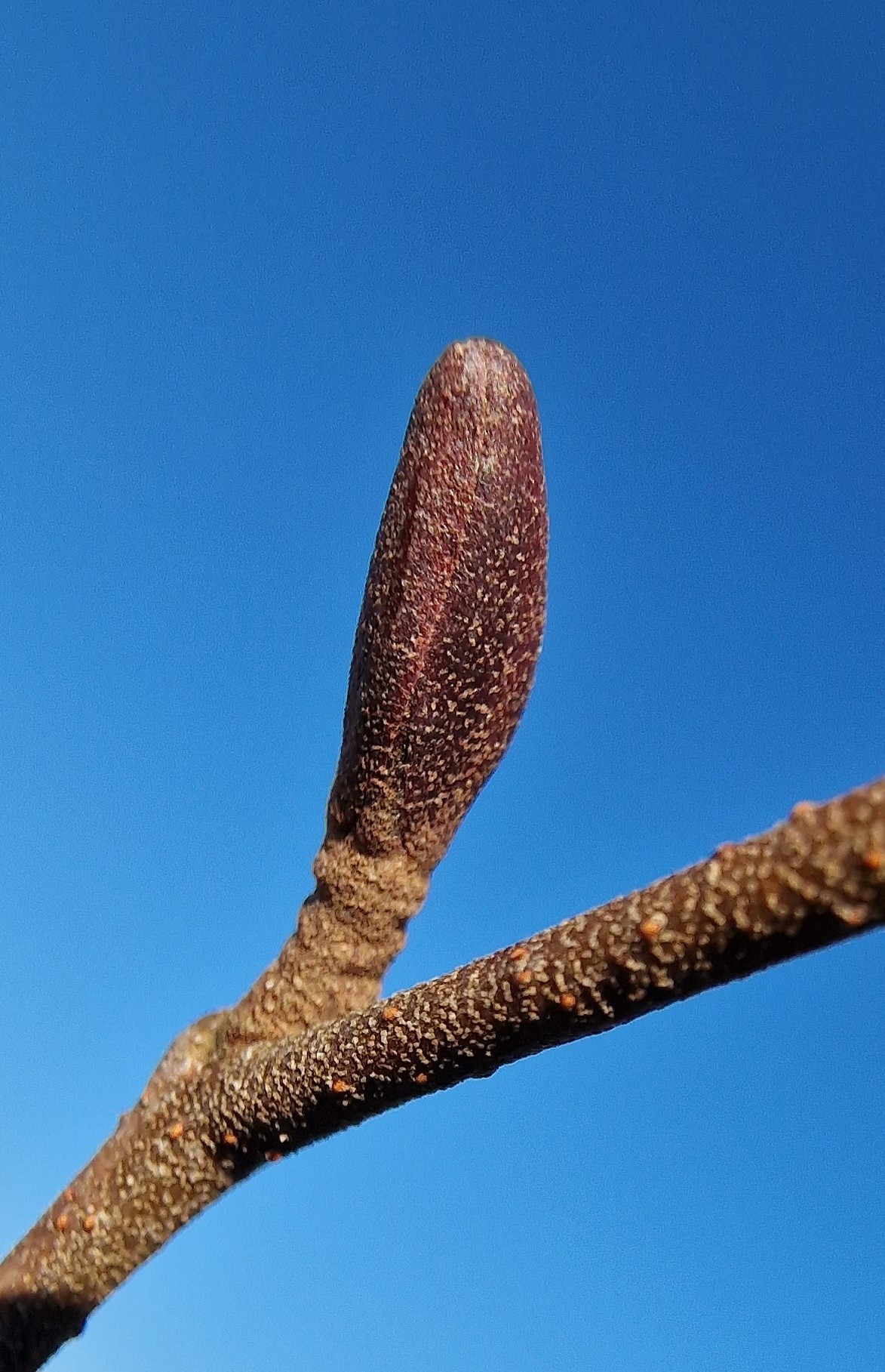 Erle-Schwarz Knospe 20240110_141228