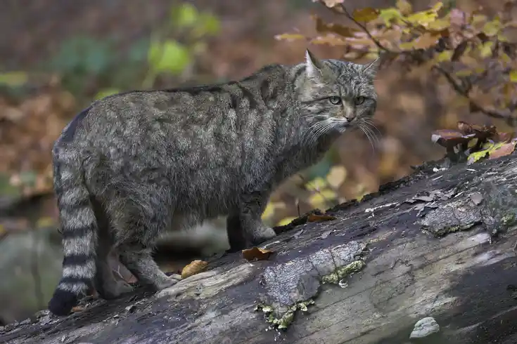 Wildkatze