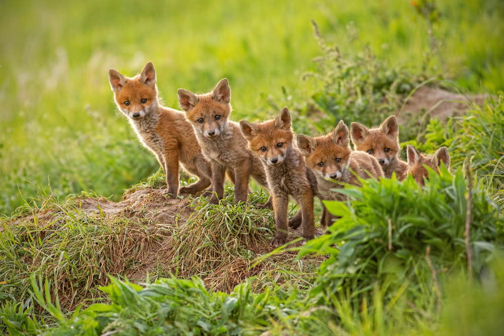 Fuchs Welpen