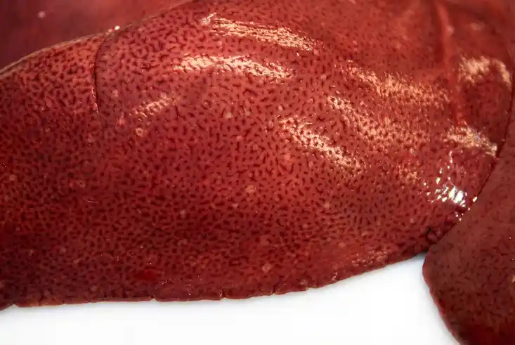 Hasenseuche Feldhase