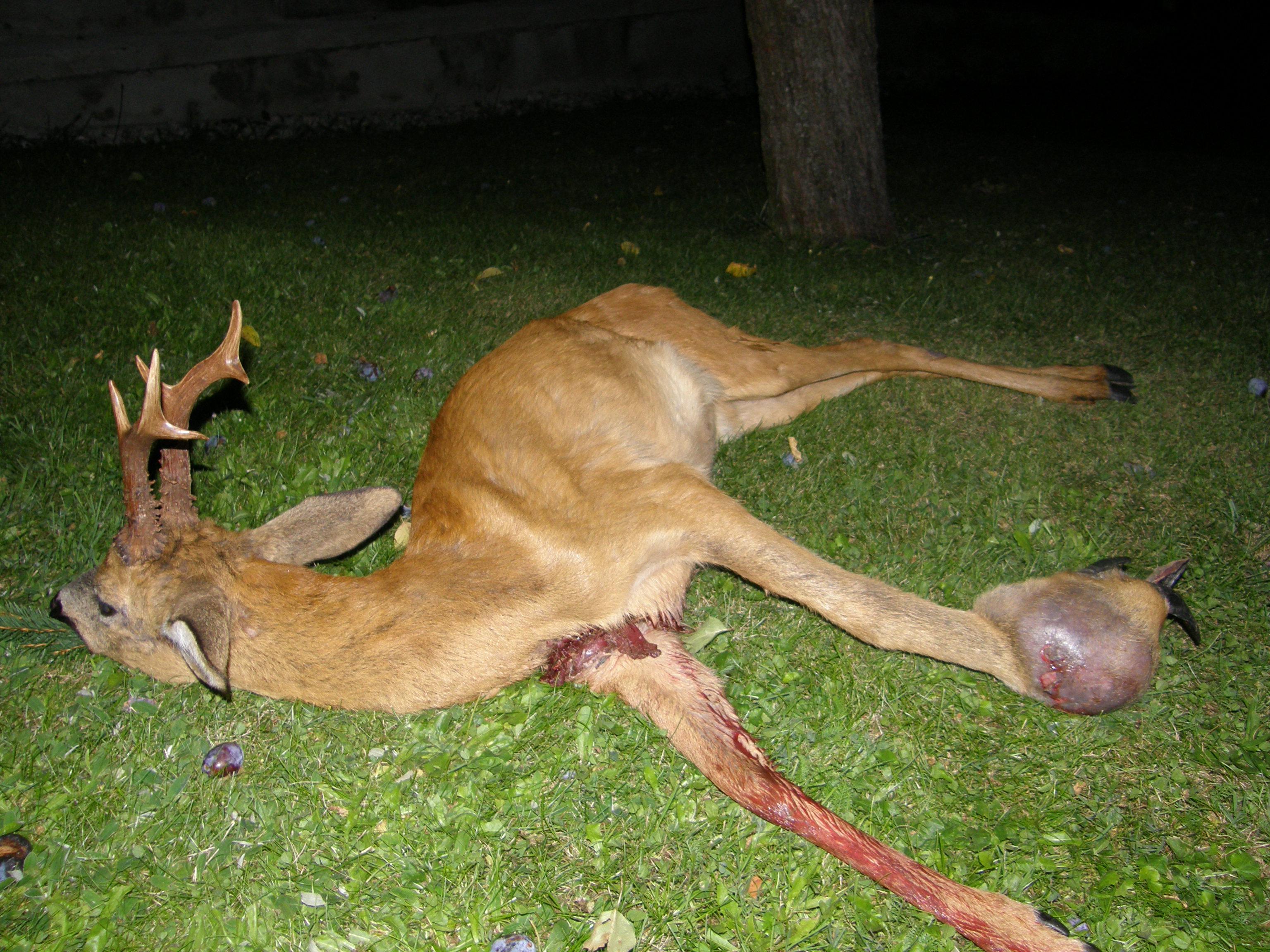 Rehbock mit Tumor am Vorderlauf