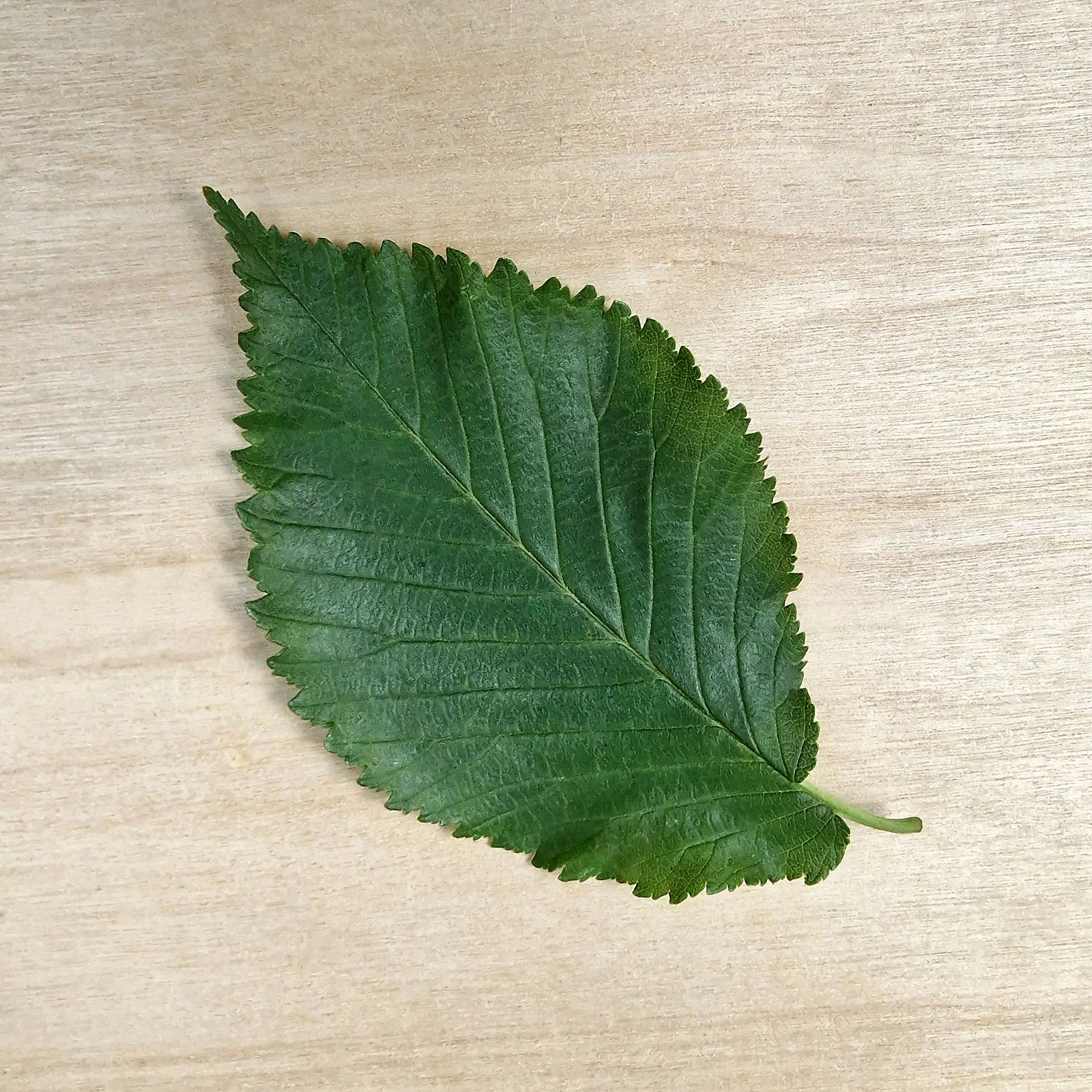 Ulme-Feld Blatt 20250622_142018a