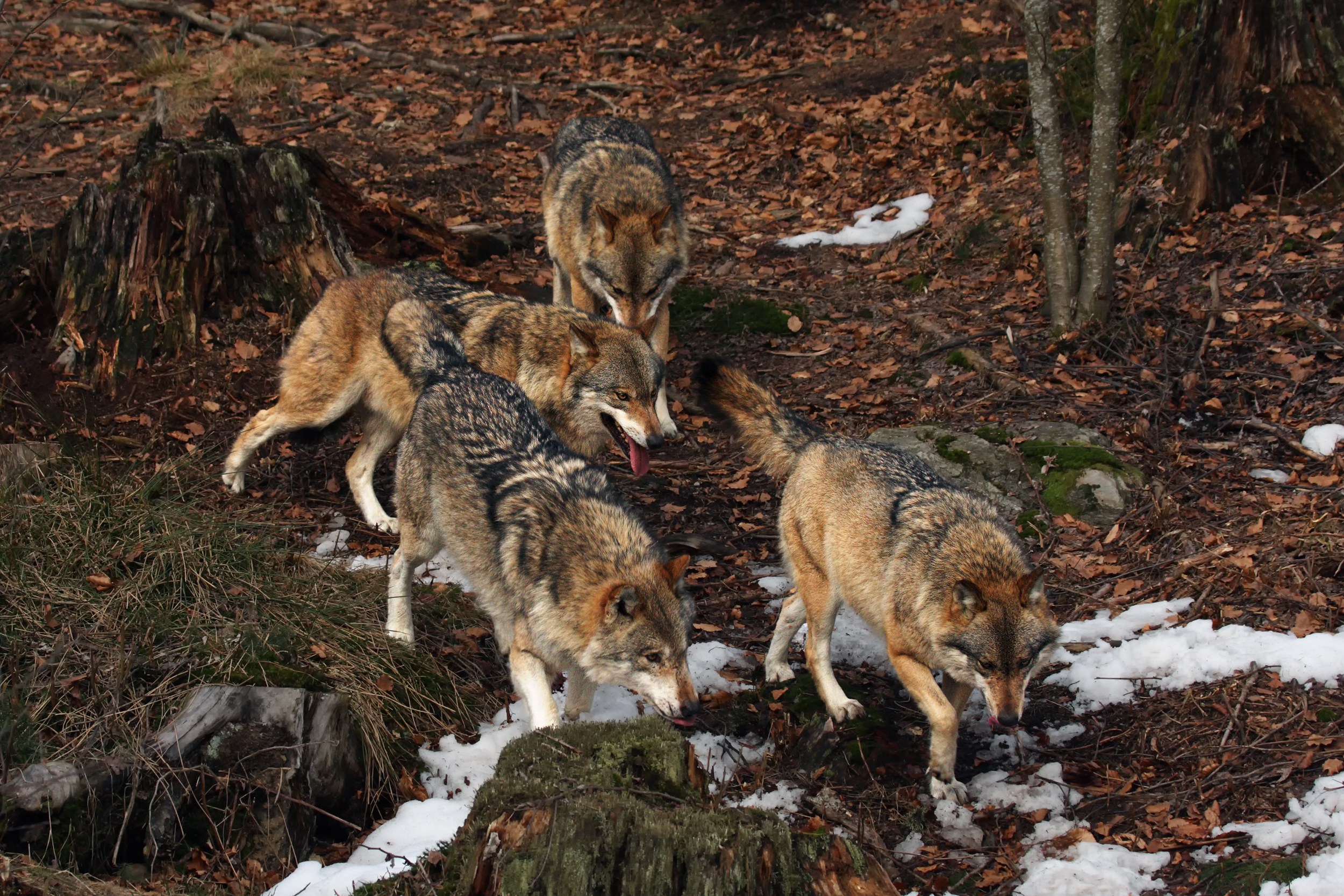 Wolfsrudel