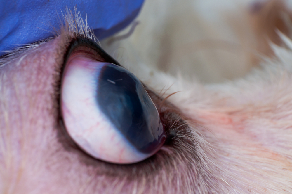 Entropium des Hundes
