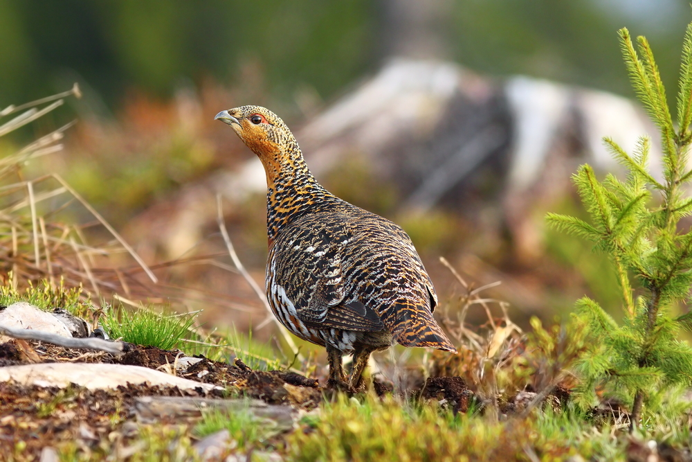 Auerhuhn