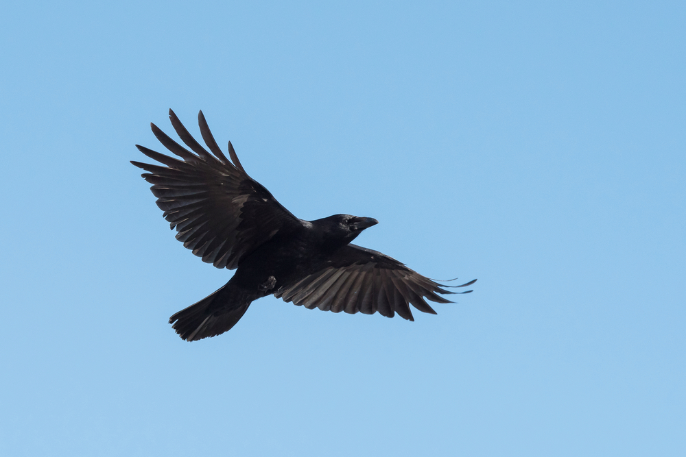 Rabenkrähe im Flug