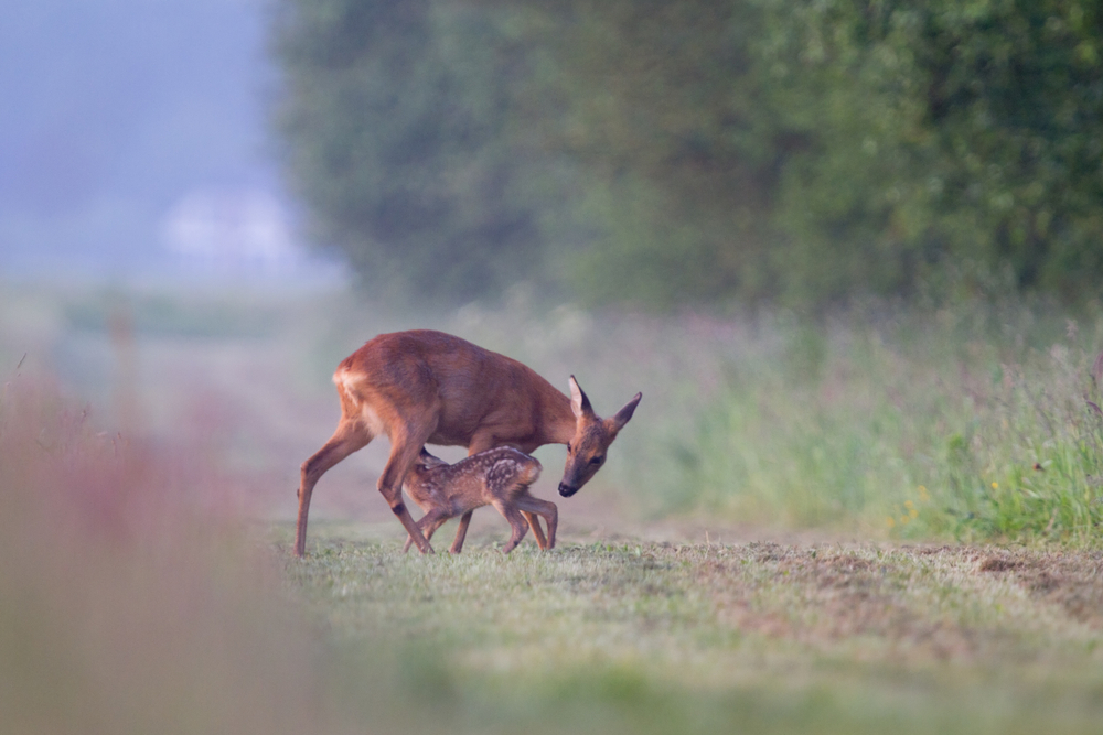 Ricke beim Säugen ihres Rehkitzes in Fleckenfärbung