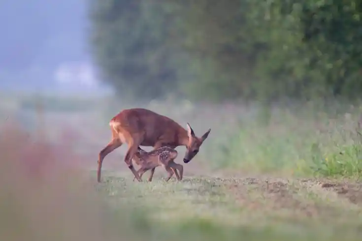 Ricke säugt geflecktes Kitz