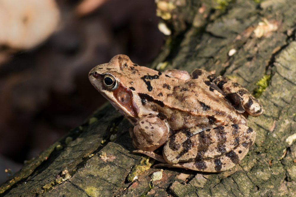 Grasfrosch