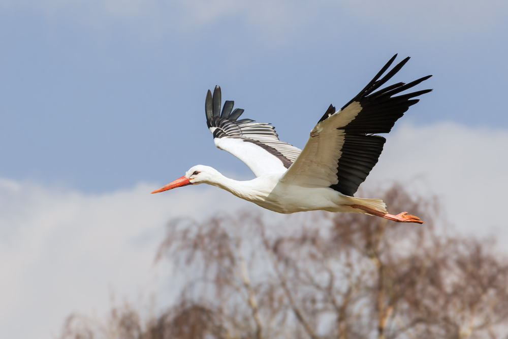 Weißstorch Flugbild