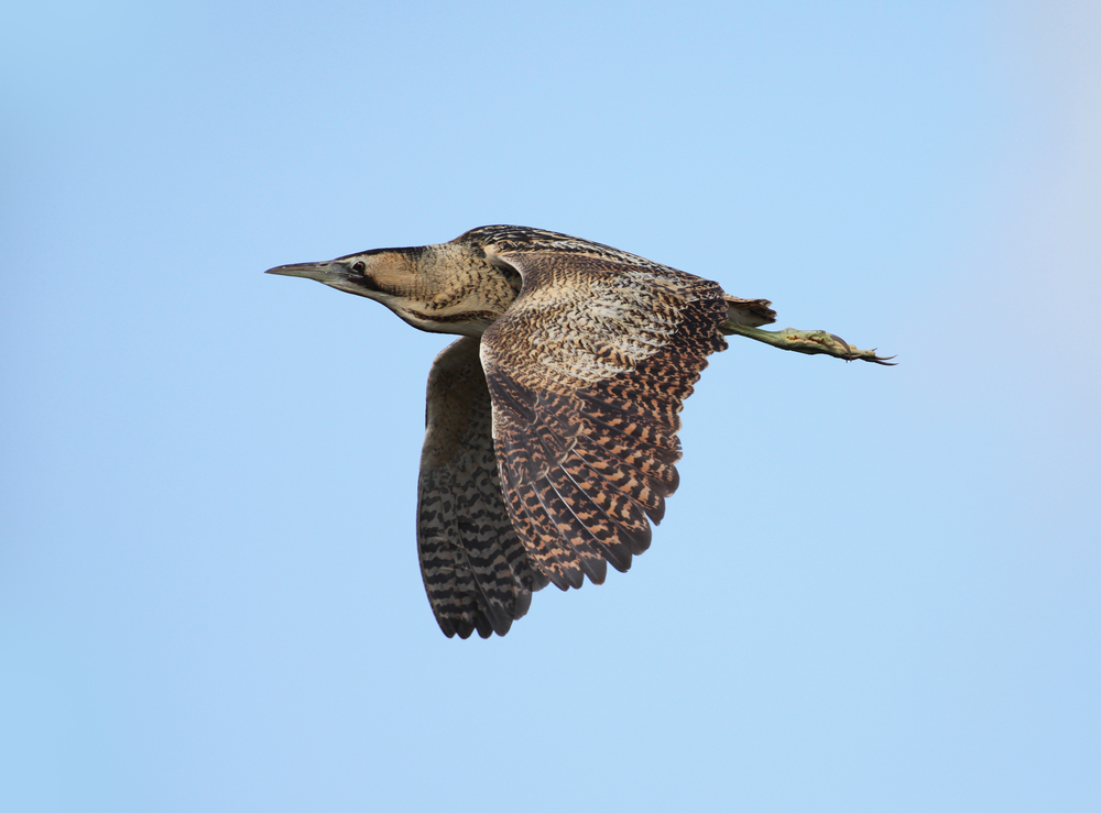 Große Rohrdommel im Flug