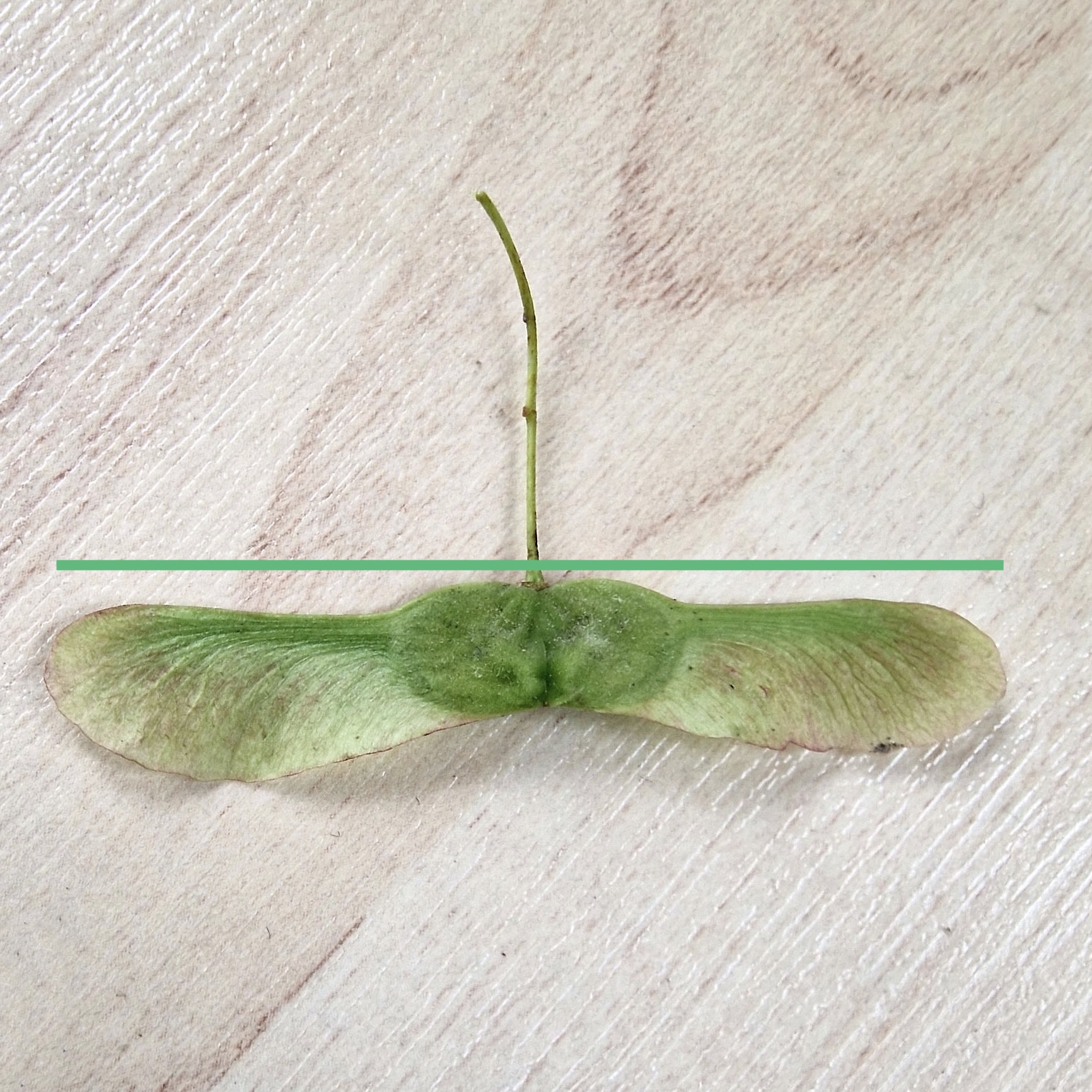 Ahorn-Feld Samen 20230827_123008as