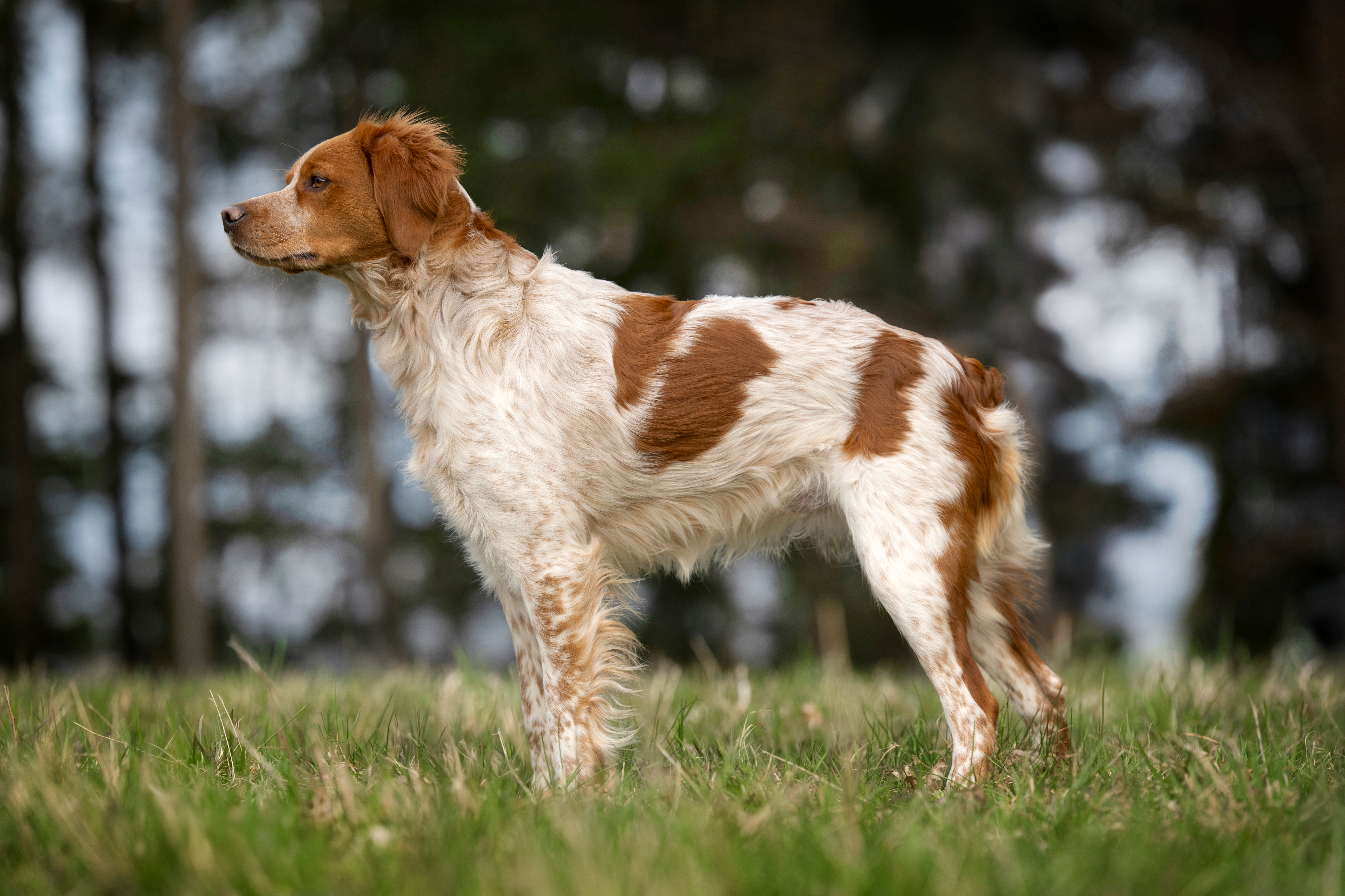 Bretonischer Vorstehhund
