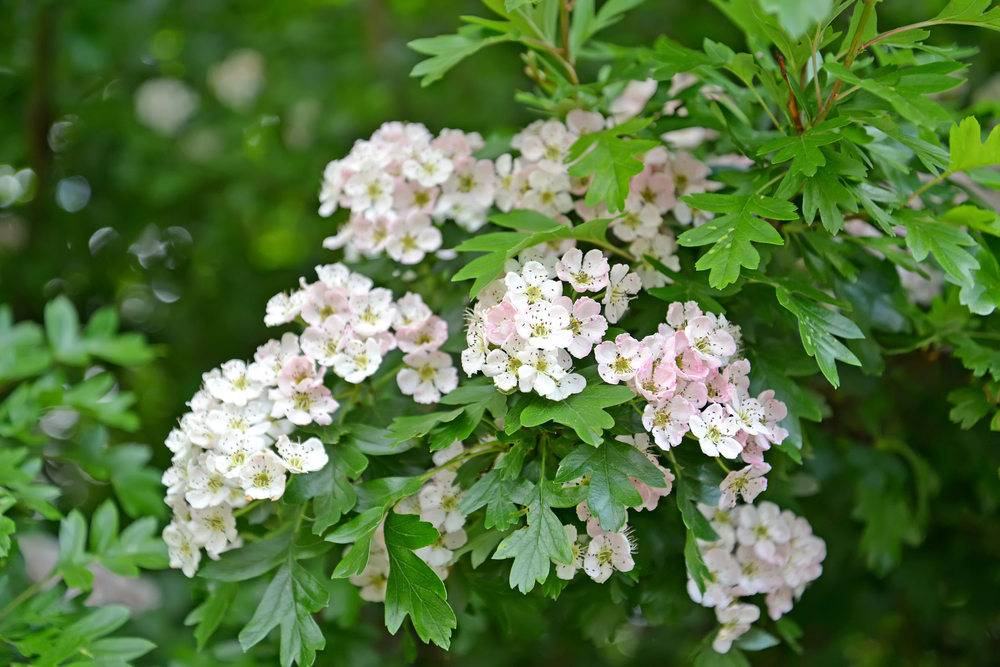 Blüte des Weißdorns