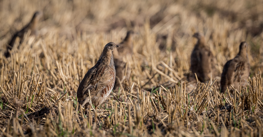 Juvenile Rebhühner