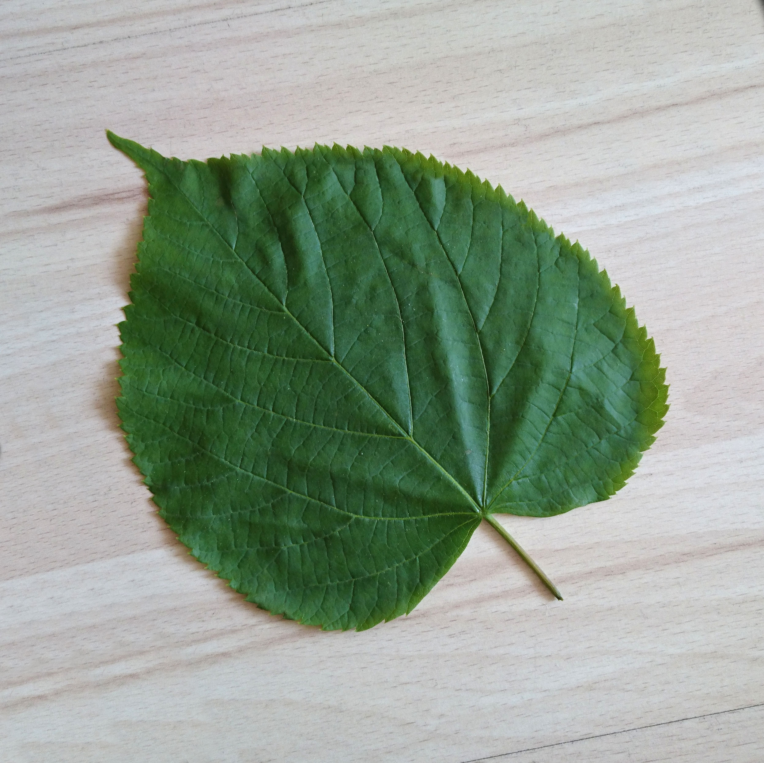 Linde-Sommer Blatt DSC_0165