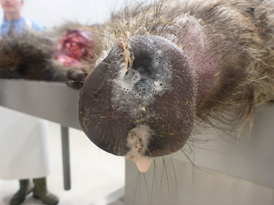 Schaum am Wurf bei Schweinepest