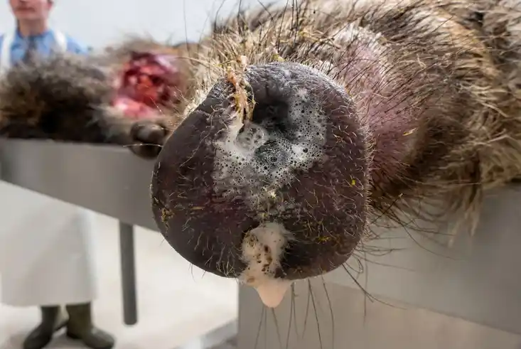 Schaum am Wurf bei Schweinepest