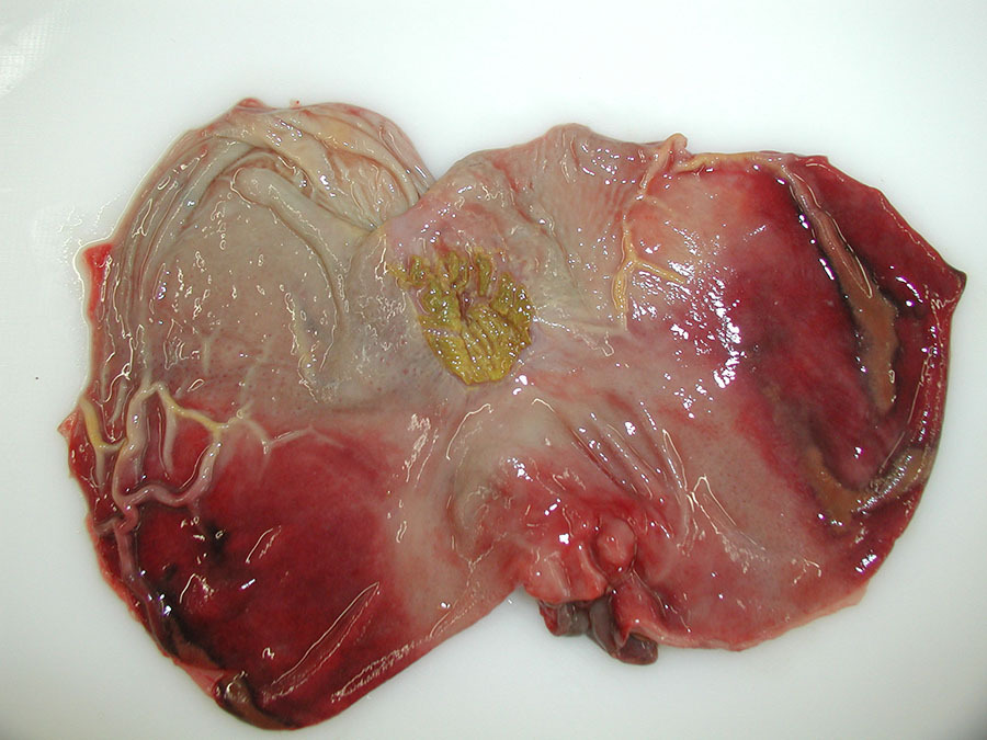 Blutige Magenschleimhaut bei Schweinepest