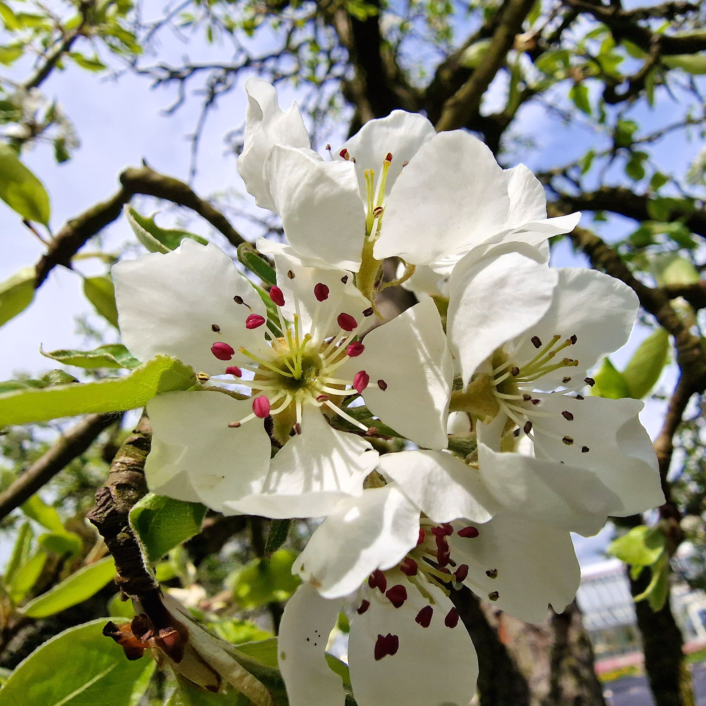 Birne-Kultur BluÌte 20230424_125911