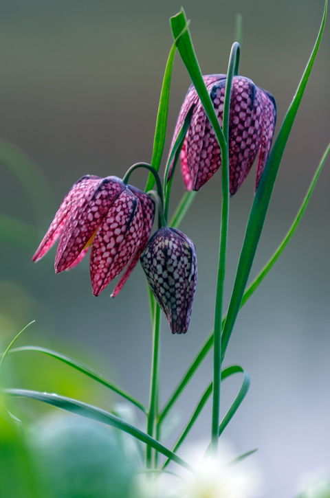Schachblume