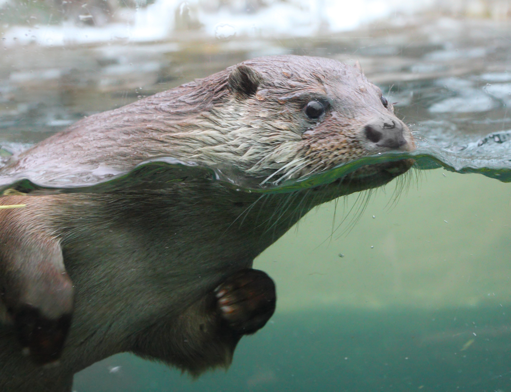 Fischotter schwimmend