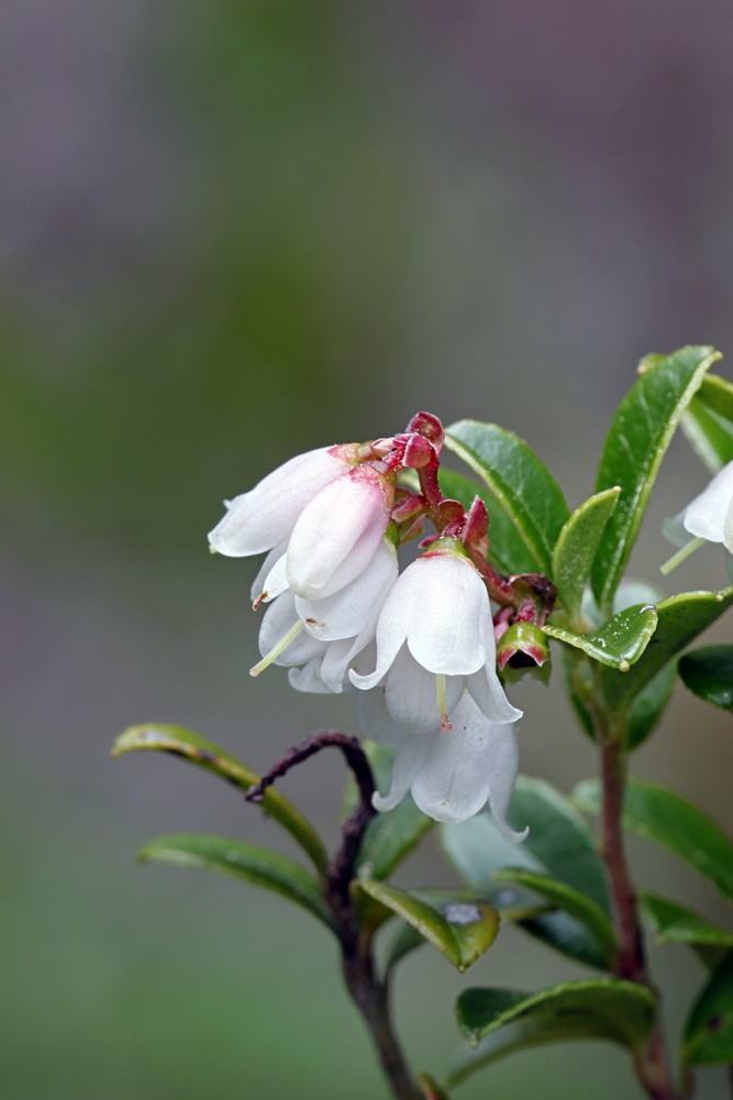 Blüte der Preiselbeere