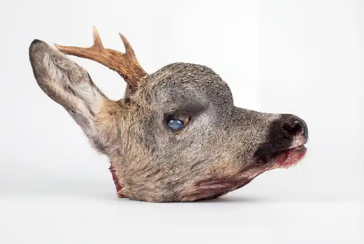 Bedenkliche äußerliche Merkmale Osteochondrom