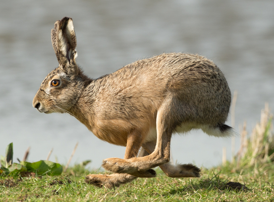 Hase laufend