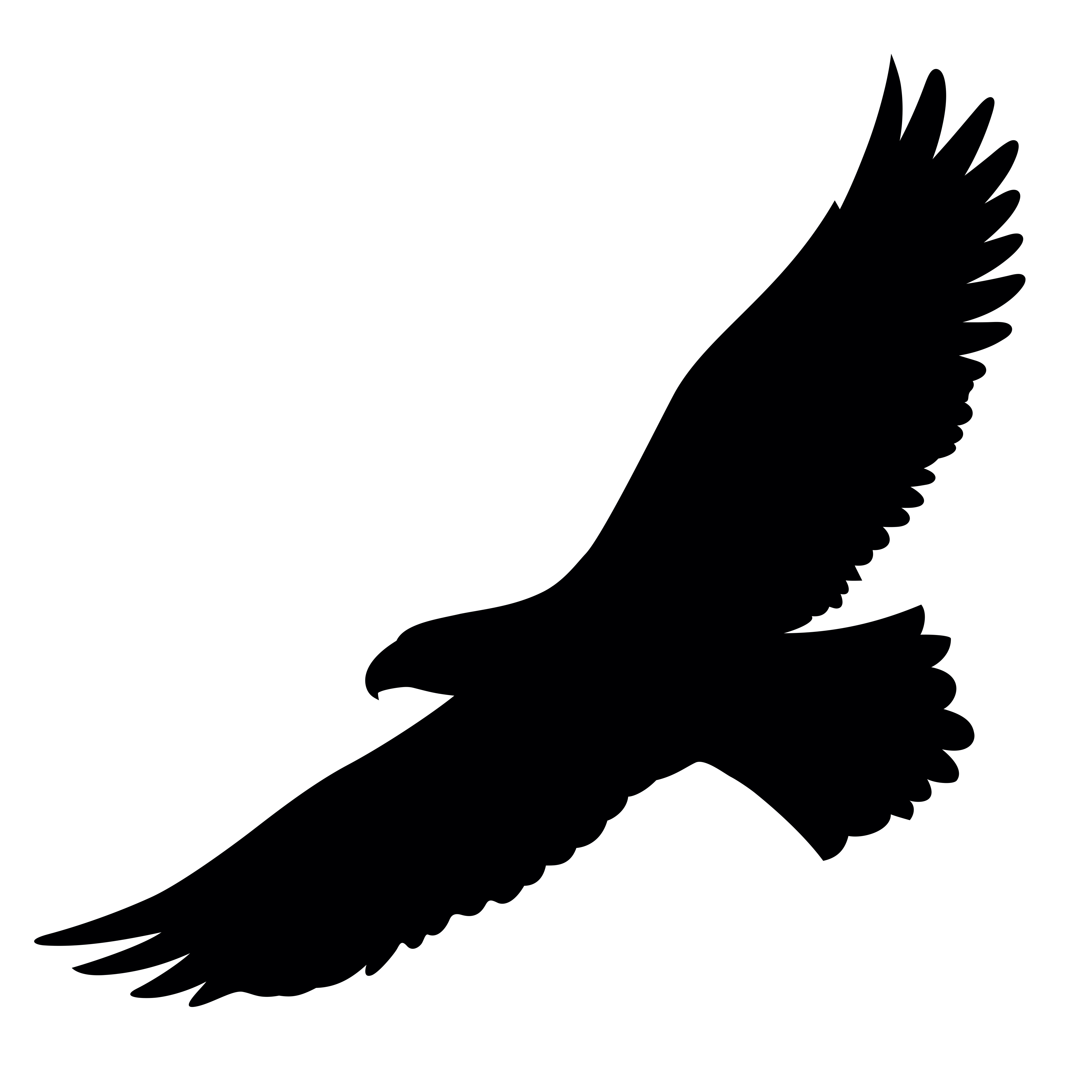 Seeadler Flugbild