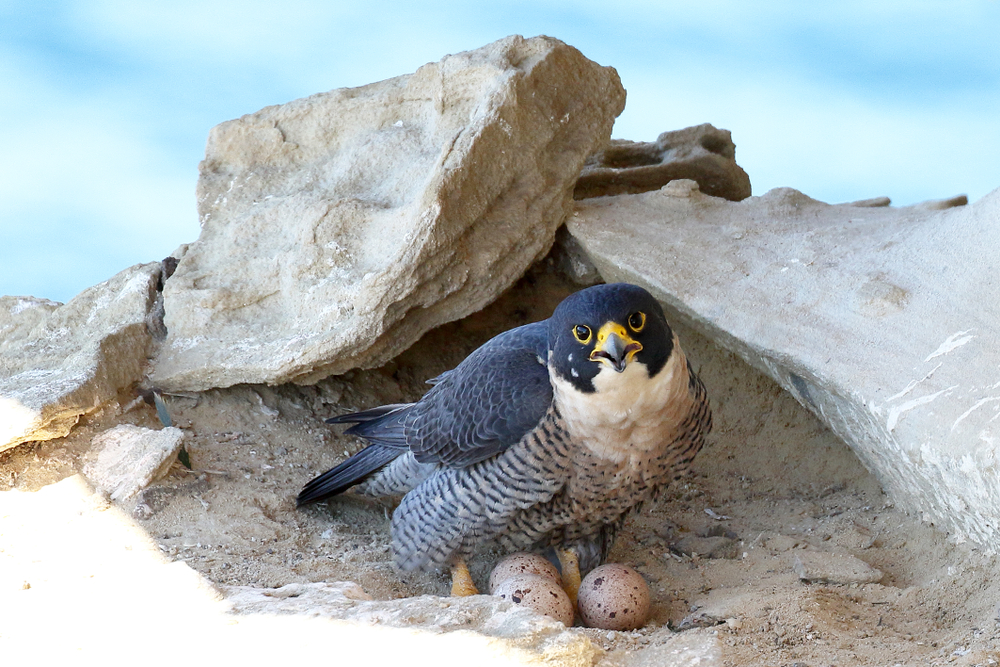 Wanderfalke als Felsenbrüter in einer Nische