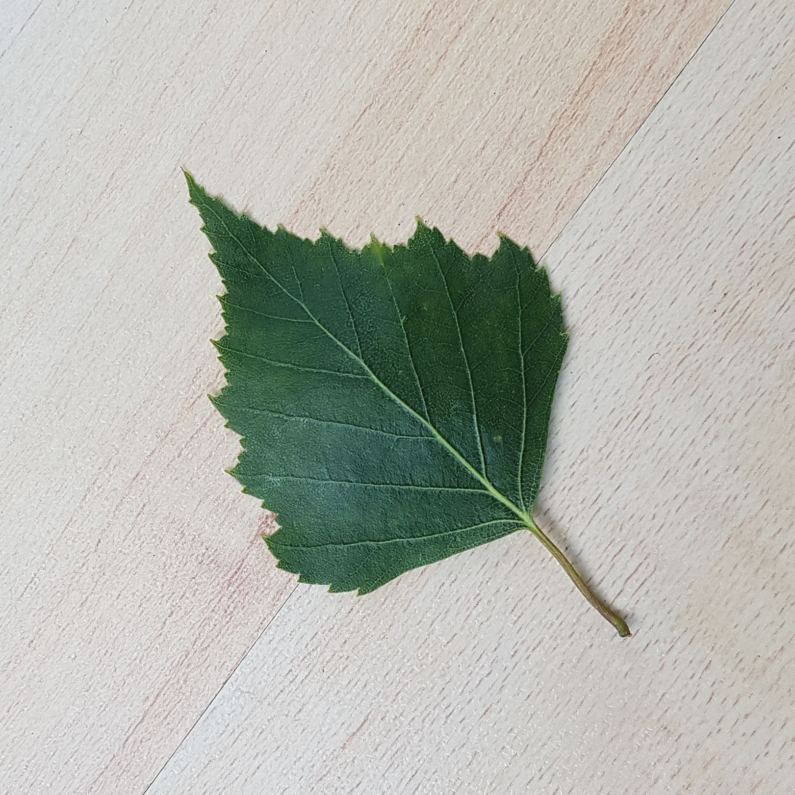 Birke-HaÌnge Blatt 20210529_173909