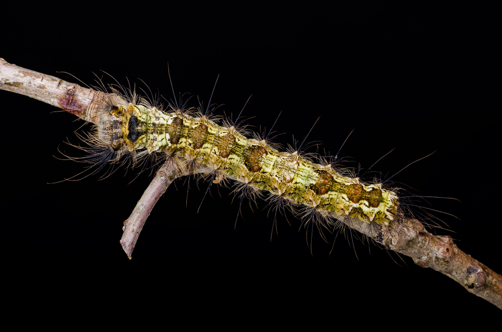 Nonnenraupe