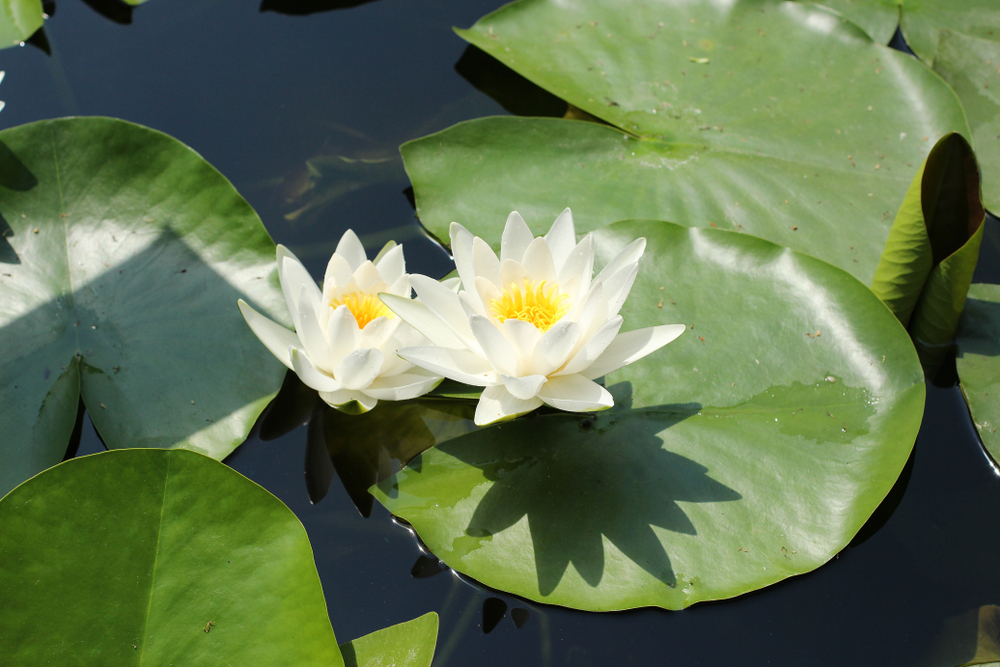 Seerose